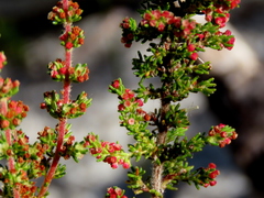 Erica axillaris