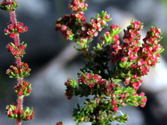 Erica axillaris