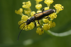 Anogcodes rufiventris