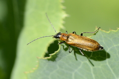 Anogcodes rufiventris