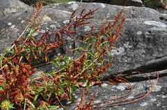 Rumex transitorius