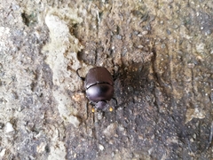 Paragymnopleurus sinuatus