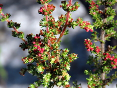 Erica axillaris