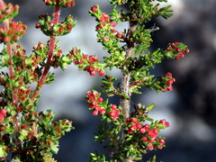 Erica axillaris
