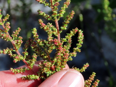 Erica axillaris