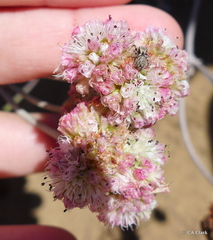 Eriogonum latifolium