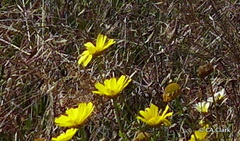 Glebionis coronaria