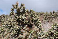 Campylorhynchus brunneicapillus sandiegensis