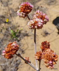 Eriogonum latifolium