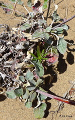 Eriogonum latifolium