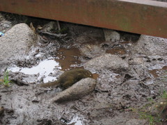 Sundasciurus everetti