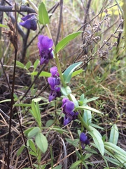 Angelonia cornigera