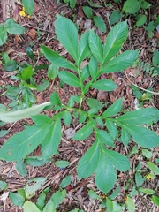 Amorphophallus paeoniifolius