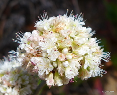 Eriogonum latifolium