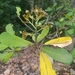 Wild Cashew - Photo (c) Michael García, some rights reserved (CC BY-NC), uploaded by Michael García