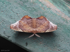 Episparis tortuosalis