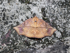 Lycimna polymesata