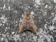 Odontodes
