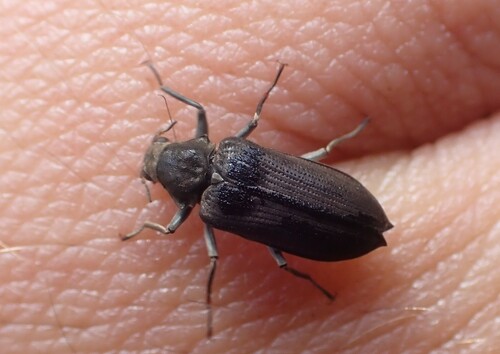 Potamophilus acuminatus