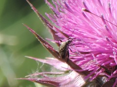 Closterotomus cinctipes