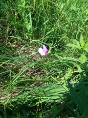 Lathyrus palustris