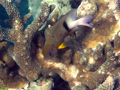 Plectroglyphidodon dickii