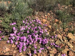 Ruschia diversifolia