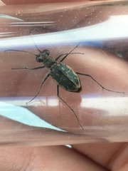 Ellipsoptera hamata