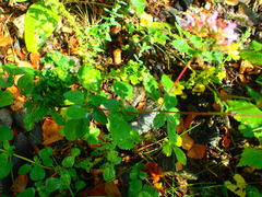 Aceria labiatiflorae