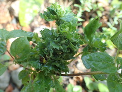 Aceria labiatiflorae