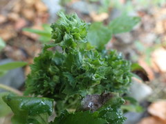 Aceria labiatiflorae