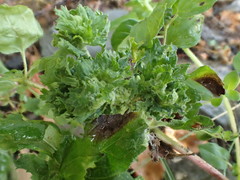 Aceria labiatiflorae