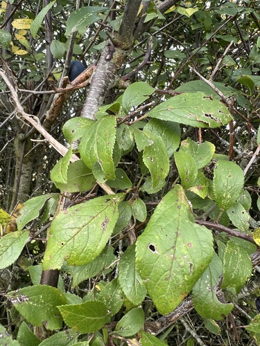 Image of Prunus insititia by (c) Ewan Shilland, some rights reserved (CC BY)