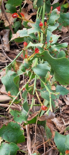 Image of Daviesia latifolia by (c) MJ Taylor, some rights reserved (CC BY-SA)