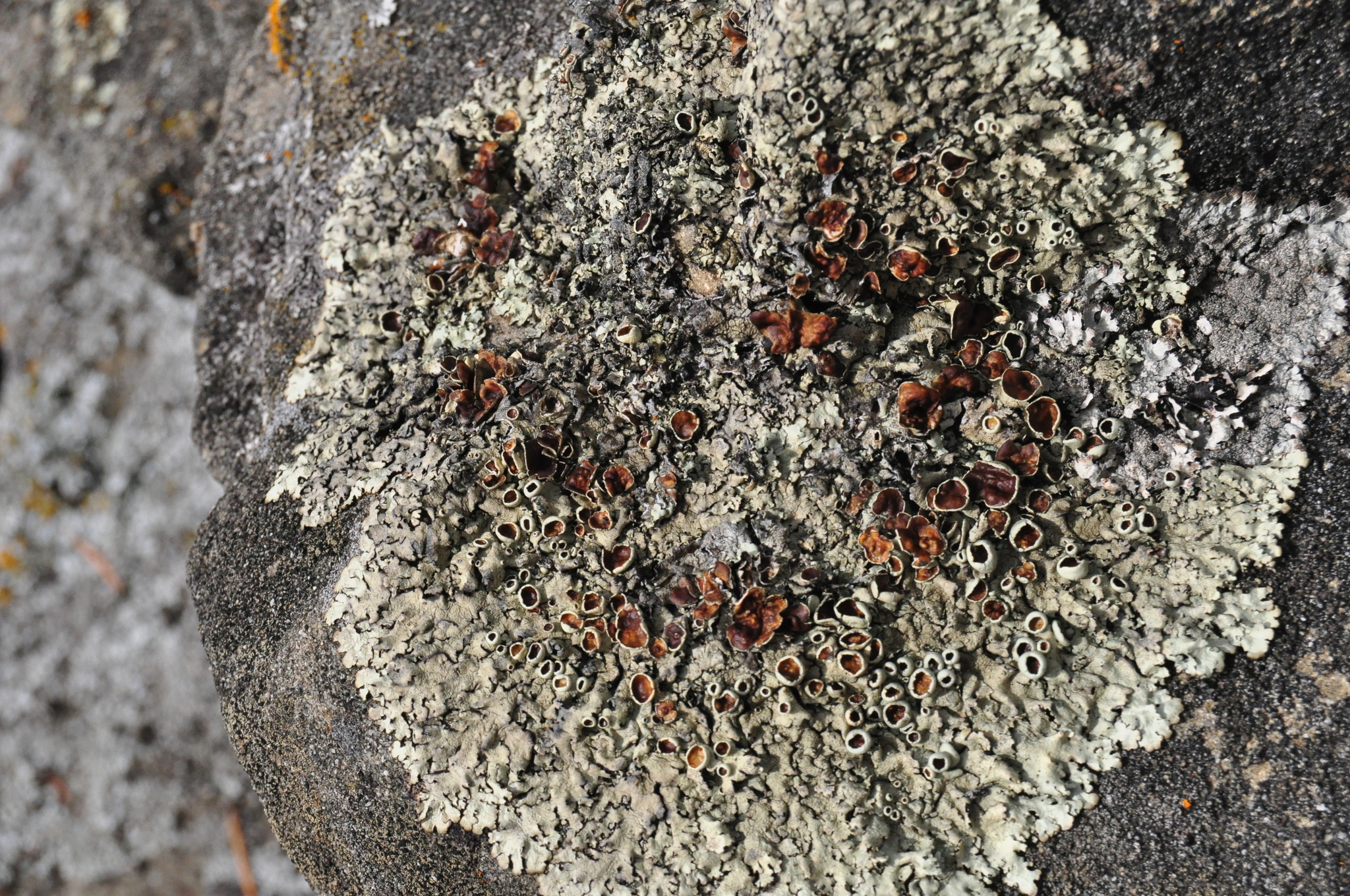 Xanthoparmelia cumberlandia image
