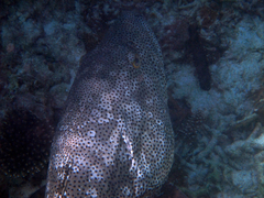 Epinephelus malabaricus