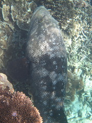Epinephelus malabaricus