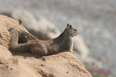 Otospermophilus beecheyi