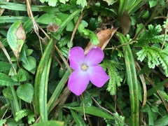 Sarcopyramis napalensis delicata