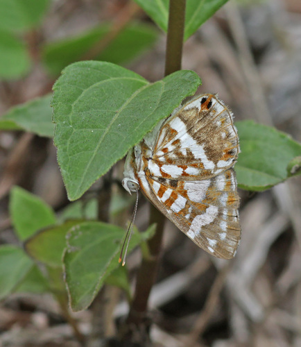 Ariconias albinus image