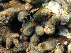 Paraluteres prionurus