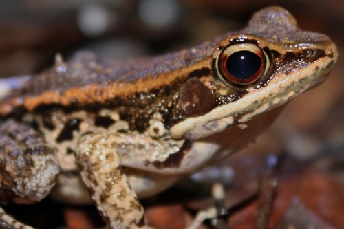LaTouche's Frog, photo 8 of 9