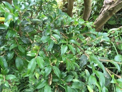 Theaceae