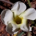 Odontadenia lutea - Photo (c) Laurent Quéno, algunos derechos reservados (CC BY-NC), subido por Laurent Quéno