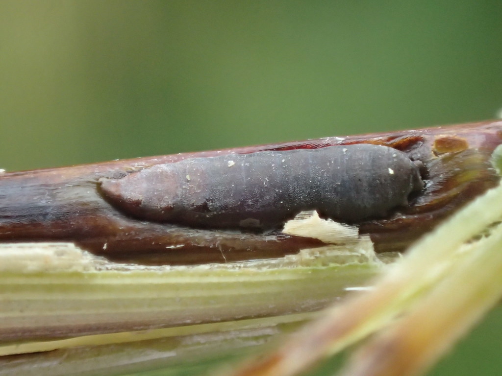 Mayetiola phalaris