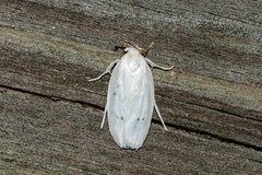 Antaeotricha albulella