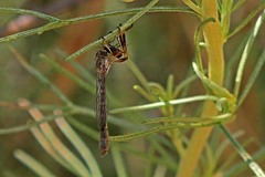 Leptogastrinae
