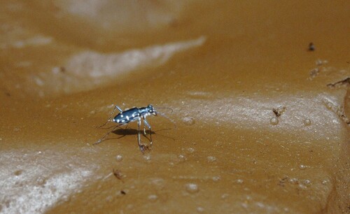 Calomera alboguttata