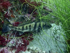White Seabass photo 3