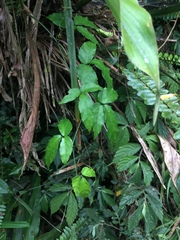 Tetrastigma hemsleyanum